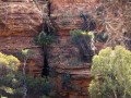 0917-1621 NT Kings Canyon (9172354)